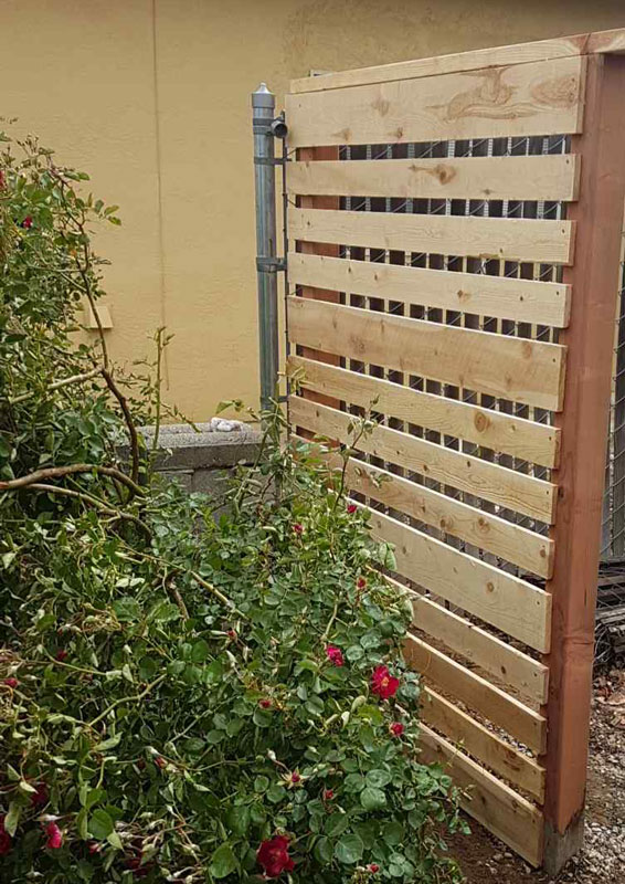 Wood fence roses